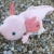 Uni-Toys - Axolotl - 32 cm (Länge) - Plüsch-Wassertier - Plüschtier, Kuscheltier - 7